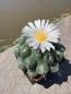Preview: Thelocactus conothelos
